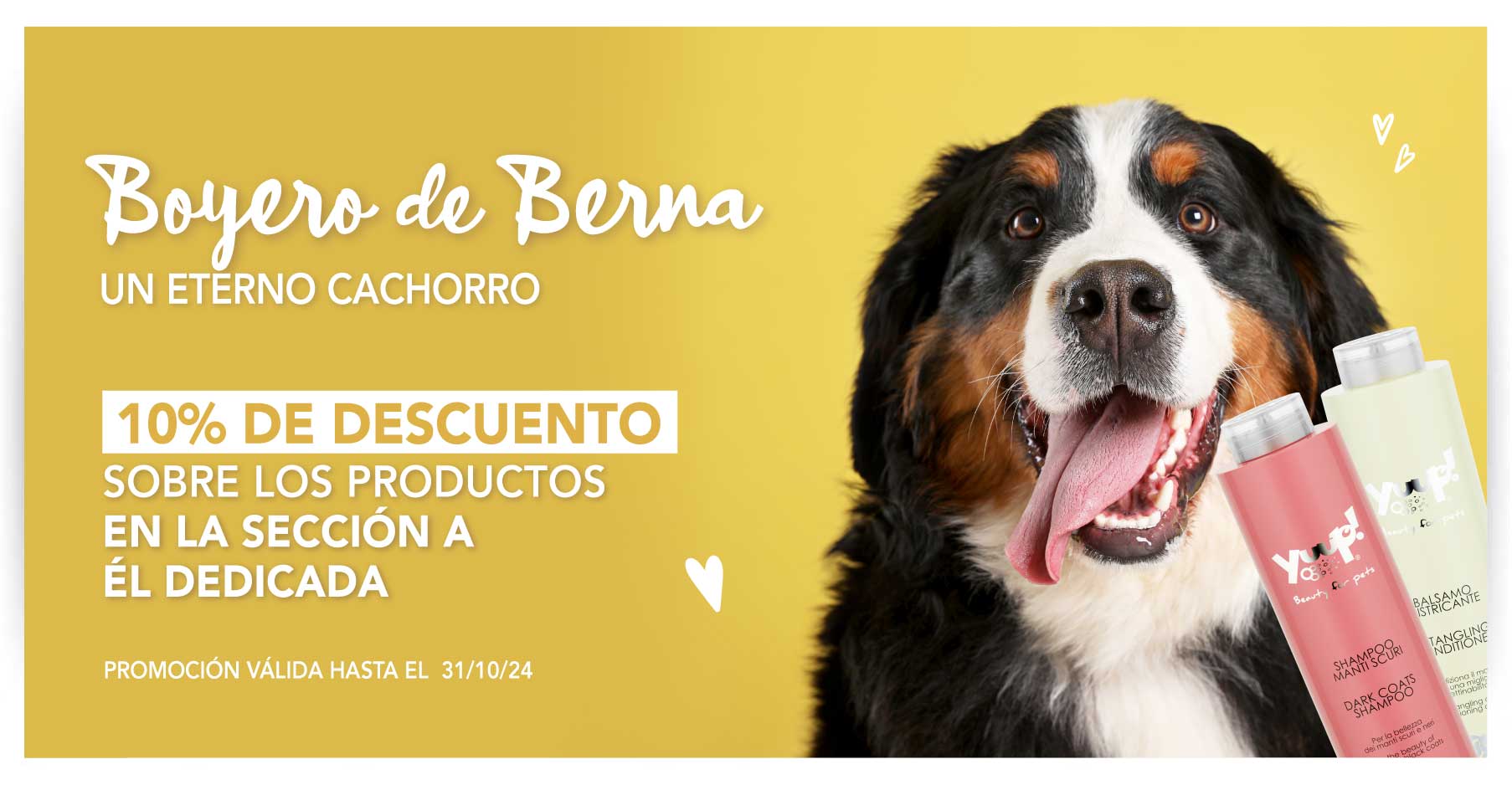 10% Sconto Bovaro del Bernese